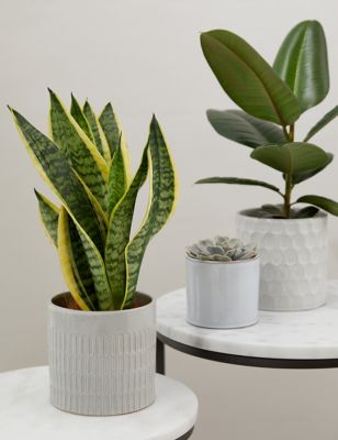 M&S Easy Care Green Plant Bundle image