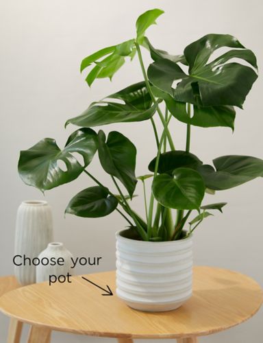Standard Plant Pot 1 of 2