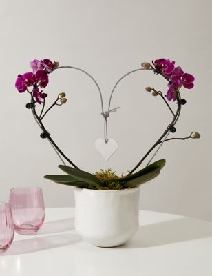 M&S Amethyst Heart Orchid