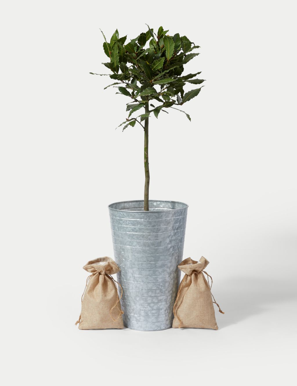 Baytree Plant In Tin With Slate