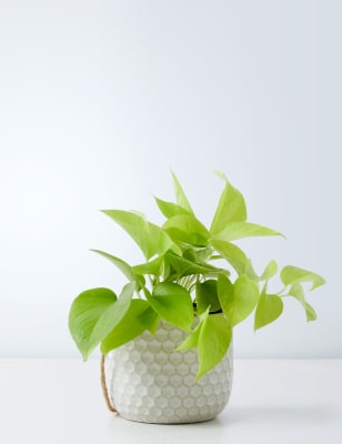 Hanging Pothos