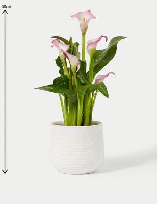 Calla Lily Plant in Ceramic Pot