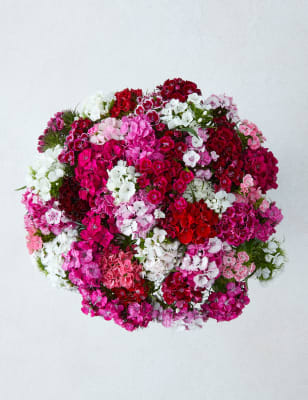 An Abundance of Sweet Williams