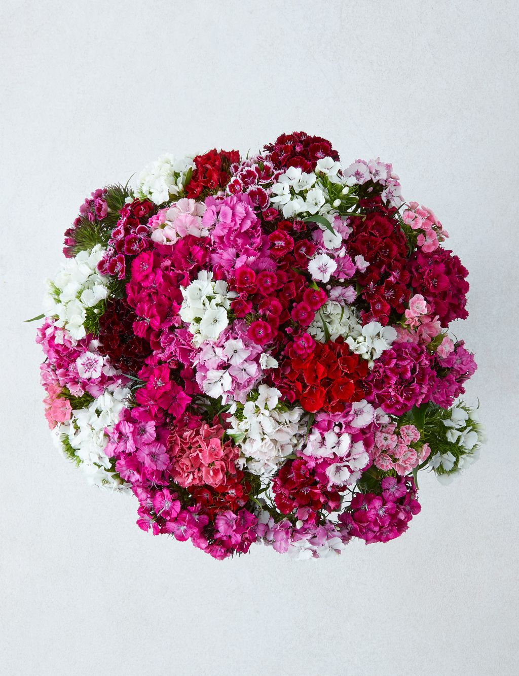 Sweet Williams Flowers Bouquet (Delivery from 7th May 2024)