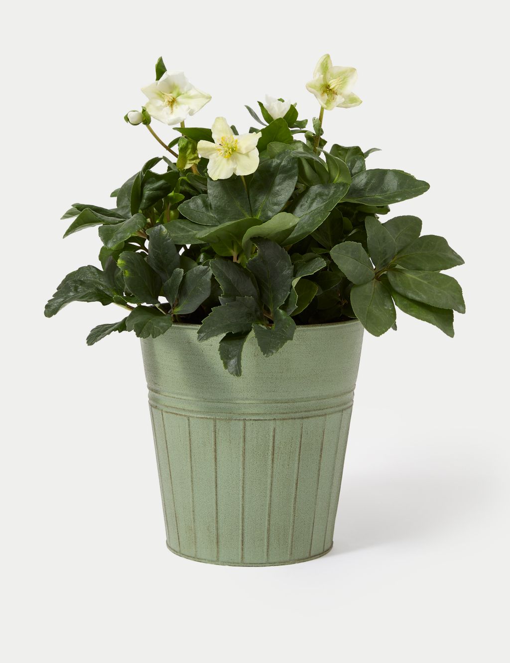 Hellebore Plant in Tin