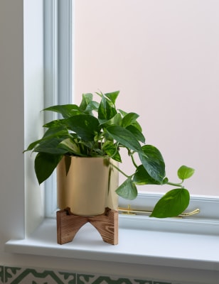 Pothos Tin on Wooden Stand
