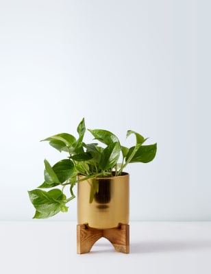 Pothos Tin on Wooden Stand