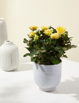 M&S Yellow Rose Plant with Ceramic Pot