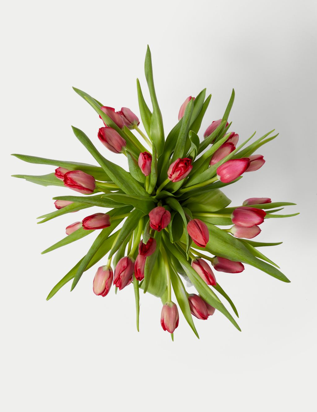 Red Tulip Abundance Bouquet (Delivery from 09/02/24)