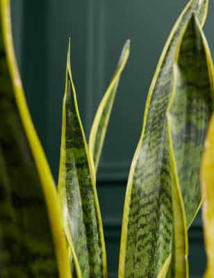 Large Sansevieria Plant