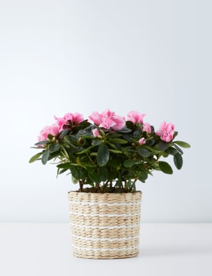 Flowering Pink Azalea Basket