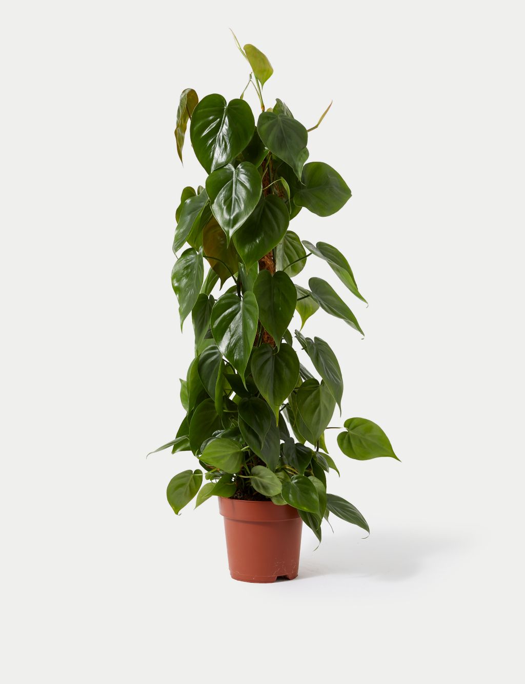 Large Philodendron Plant