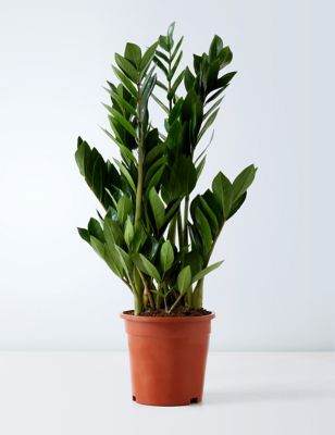 Large Zamioculcas Zamiifolia Plant