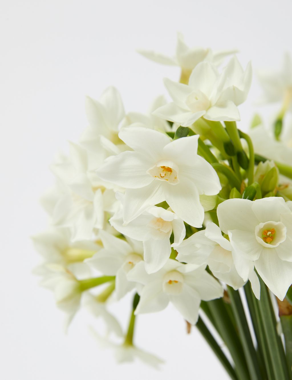 British Sweetly Scented Narcissi Bouquet image 4