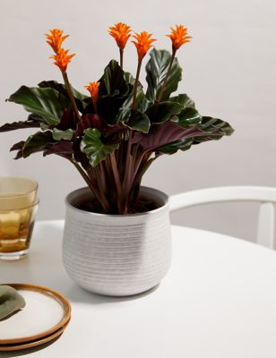 M&S Flowering Calathea in Ceramic Pot image