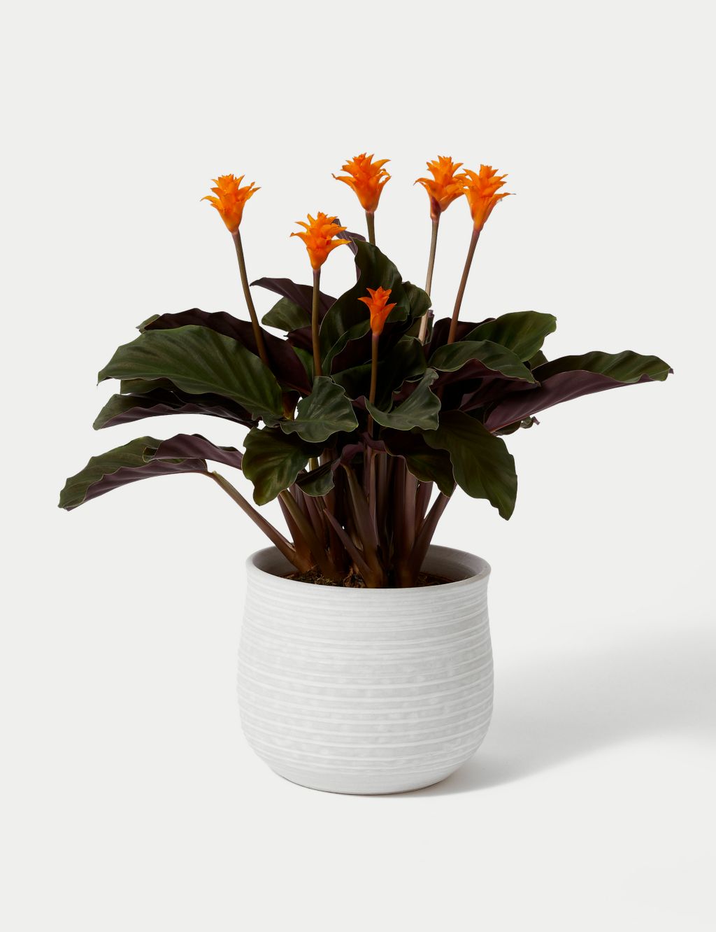Flowering Calathea in Ceramic Pot