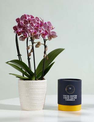 M&S Miniature Purple Cascade Orchid Ceramic & Swiss Truffles Bundle