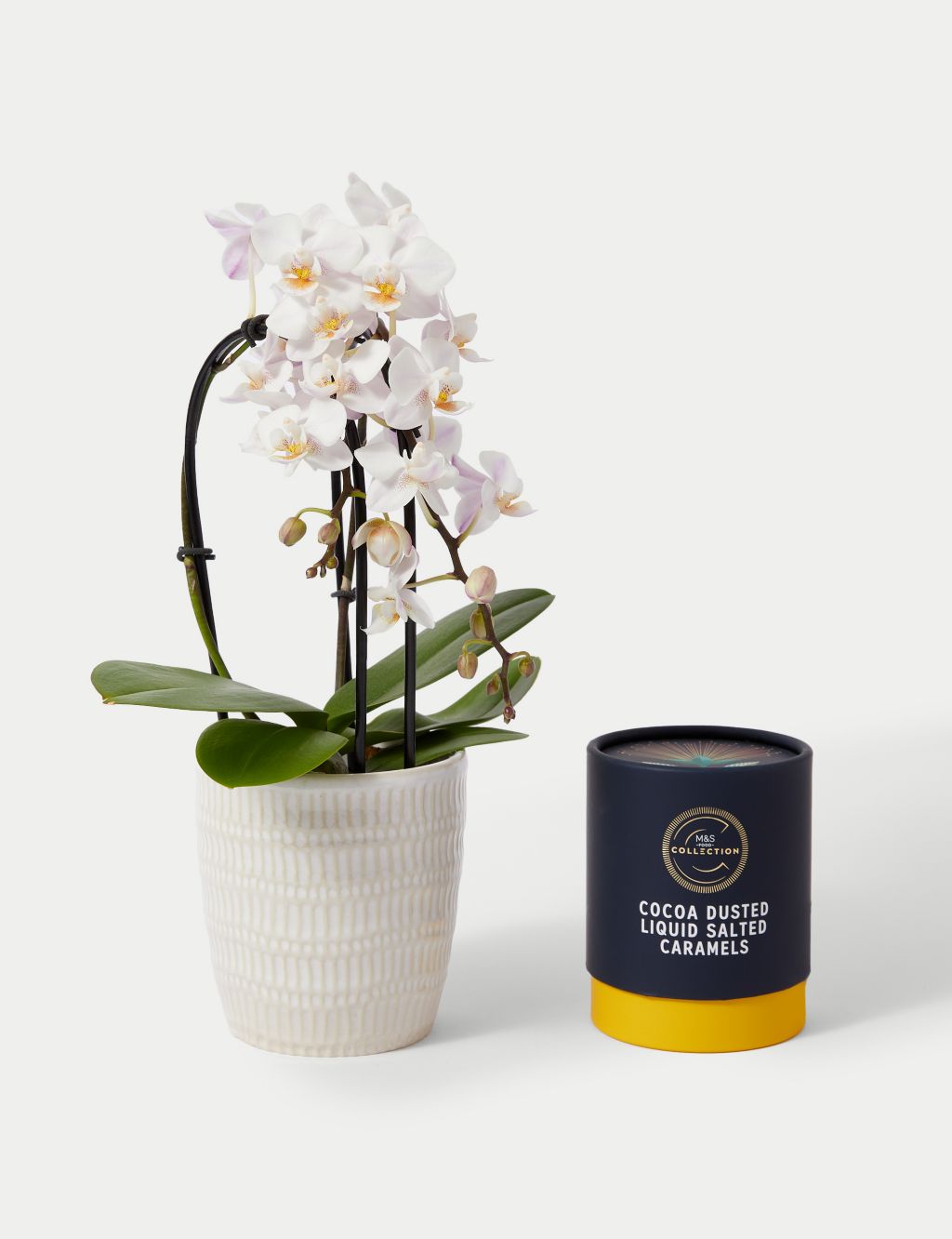 Miniature White Cascade Orchid & Swiss Truffles Bundle