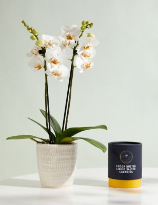 M&S Miniature White Phalaenopsis Orchid Ceramic & Swiss Truffles Bundle
