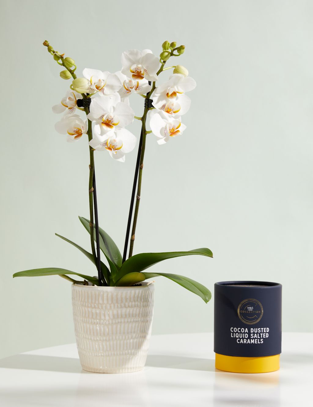 Miniature White Phalaenopsis Orchid Ceramic & Cocoa Dusted Liquid Salted Caramels Bundle