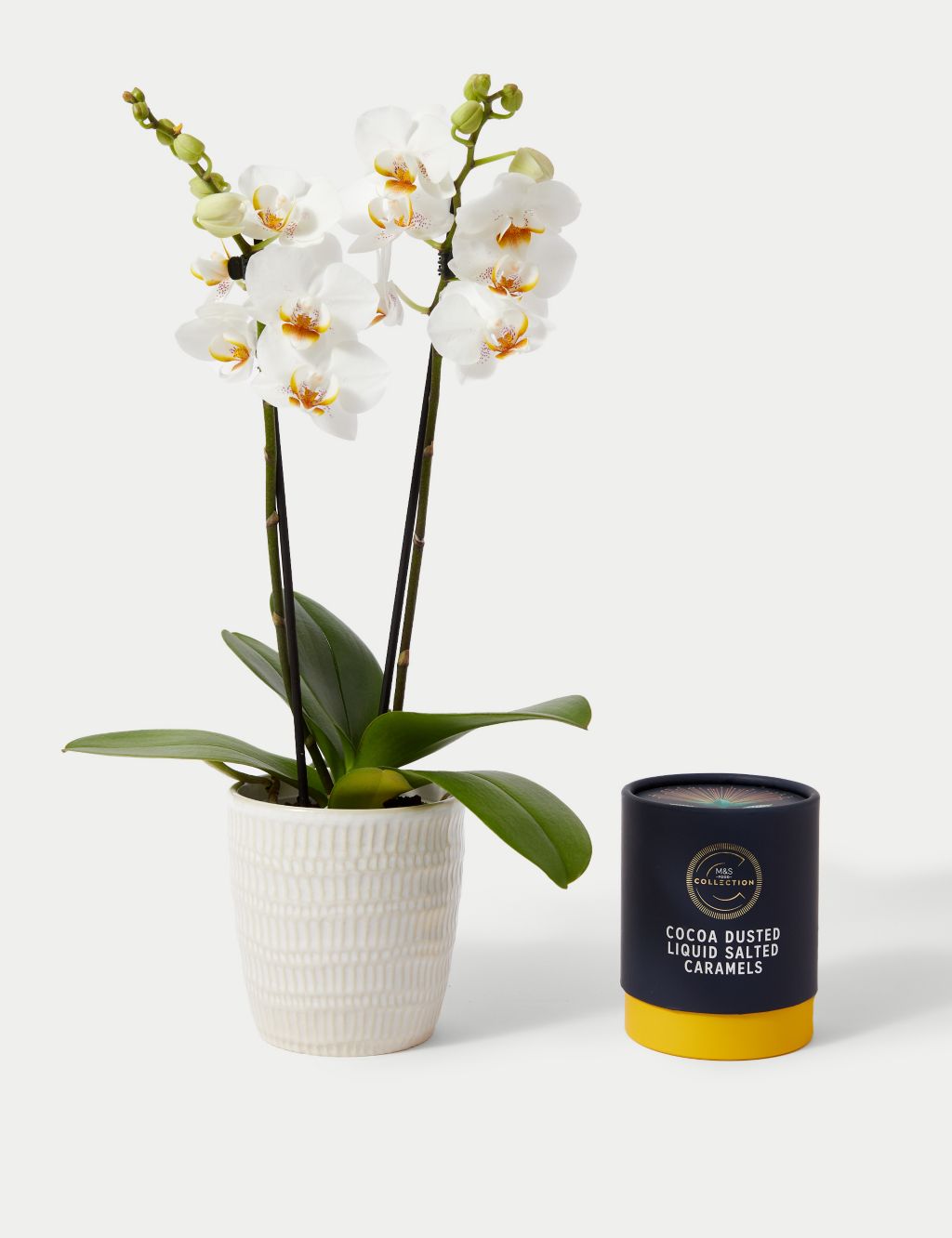Miniature White Phalaenopsis Orchid Ceramic & Cocoa Dusted Liquid Salted Caramels Bundle