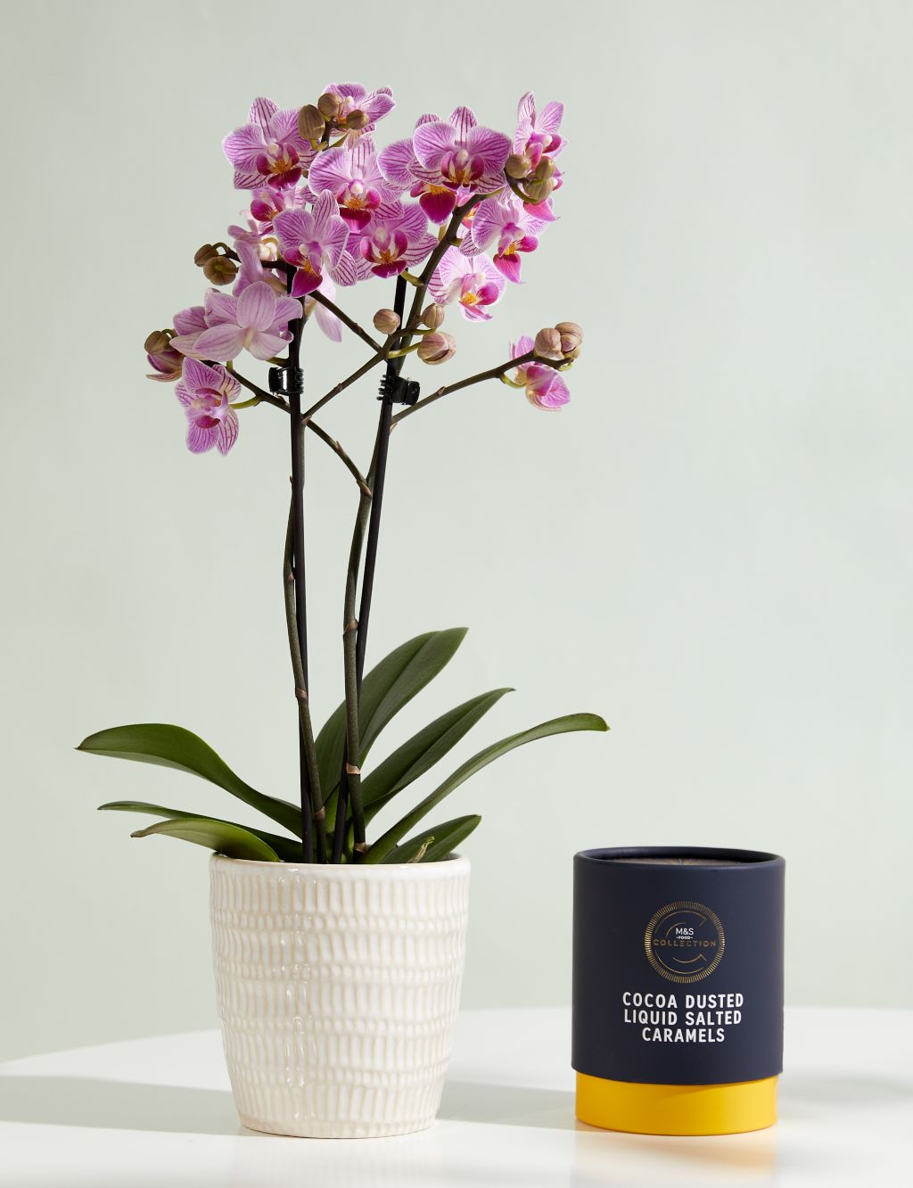 Miniature Pink Phalaenopsis Orchid Ceramic & Cocoa Dusted Liquid Salted Caramels Bundle
