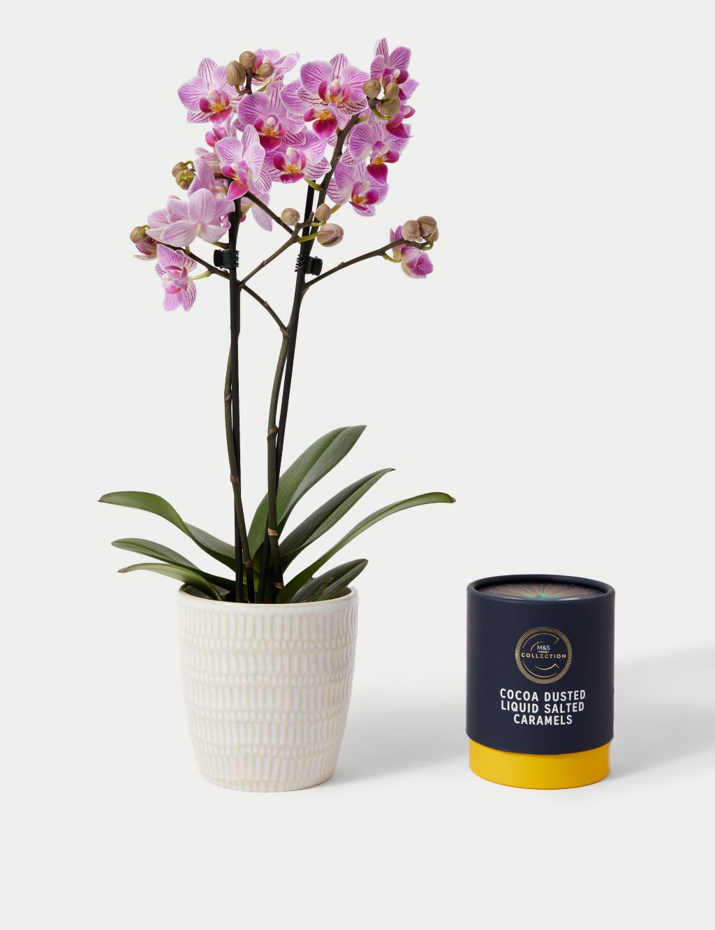 Miniature Pink Phalaenopsis Orchid Ceramic & Swiss Truffles Bundle