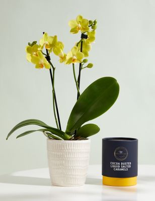 M&S Miniature Yellow Phalaenopsis Orchid Ceramic & Swiss Truffles Bundle