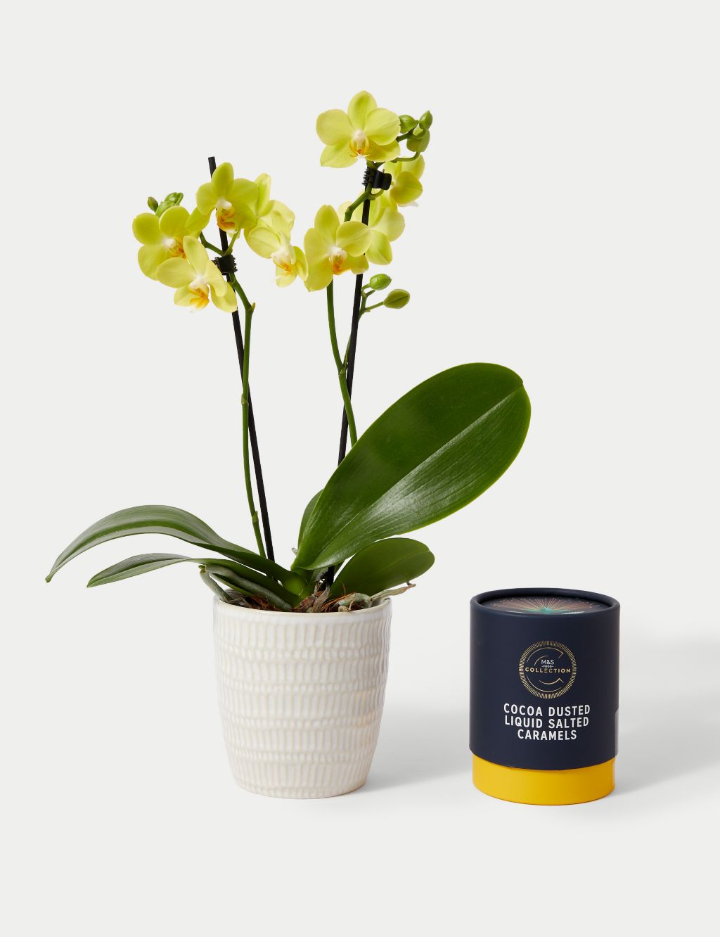 Miniature Yellow Phalaenopsis Orchid Ceramic & Cocoa Dusted Liquid Salted Caramels Bundle