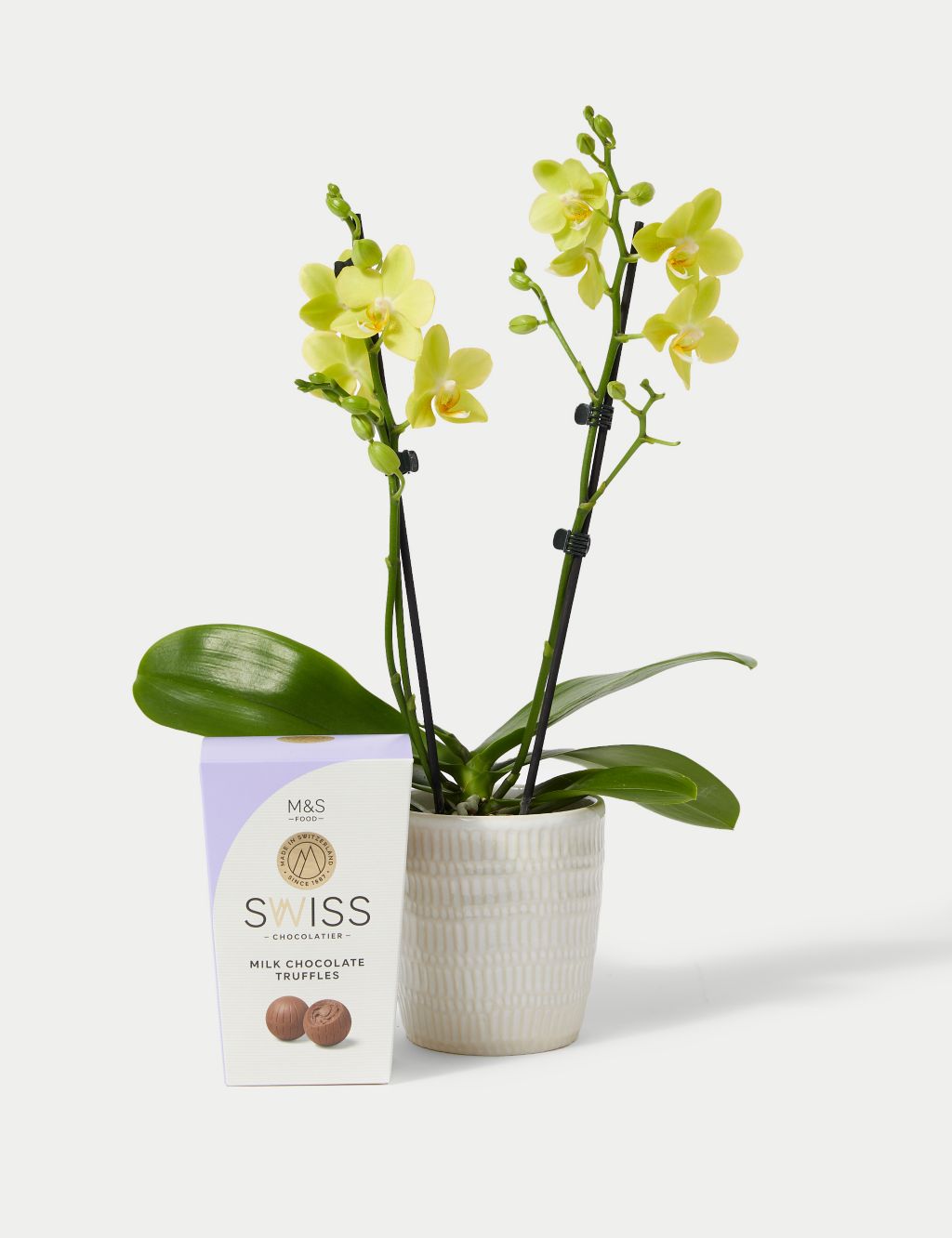 Miniature Yellow Phalaenopsis Orchid Ceramic & Swiss Truffles Bundle