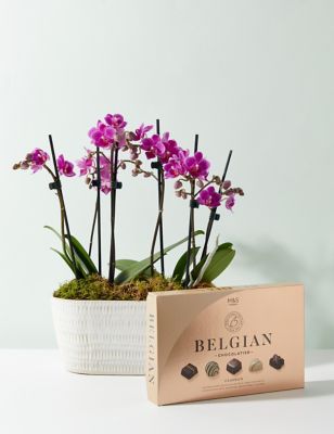 M&S Duo Purple Phalaenopsis Planter & Belgian Chocolates Bundle