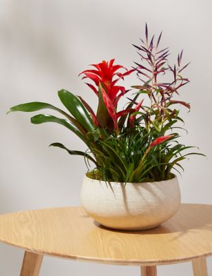 M&S Bromeliad Ceramic Planter image