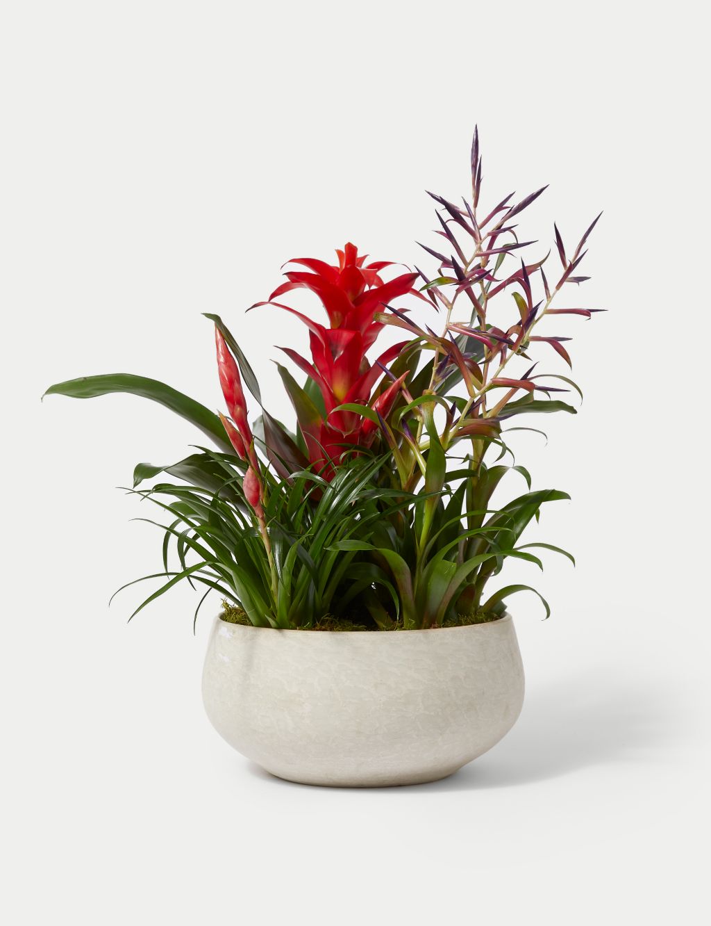 Bromeliad Ceramic Planter