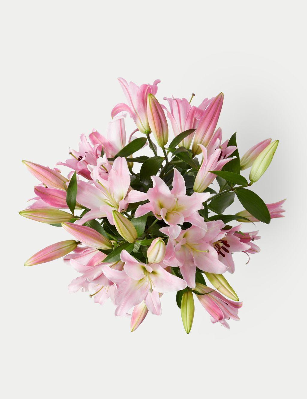 Pink Oriental Lily Abundance