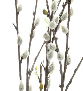 Salix Willow Image 2 of 3