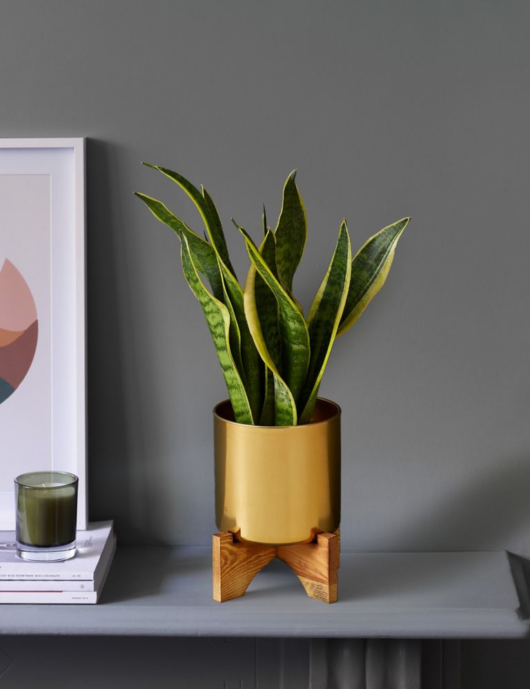 Sansevieria Tin with Wooden Stand 1 of 4