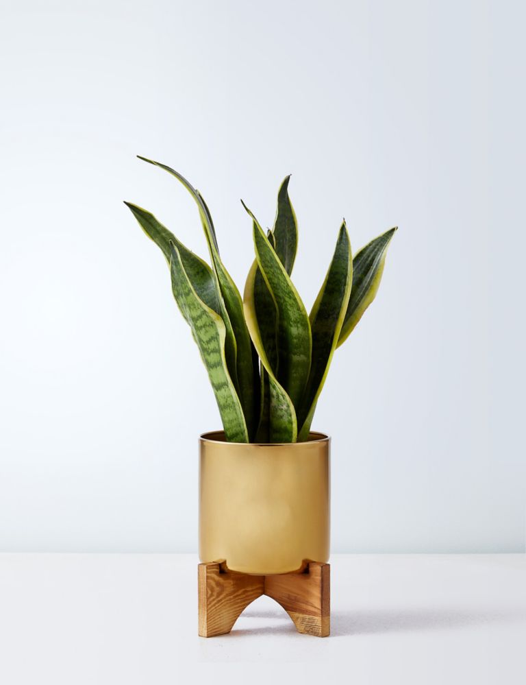 Sansevieria Tin with Wooden Stand 2 of 4