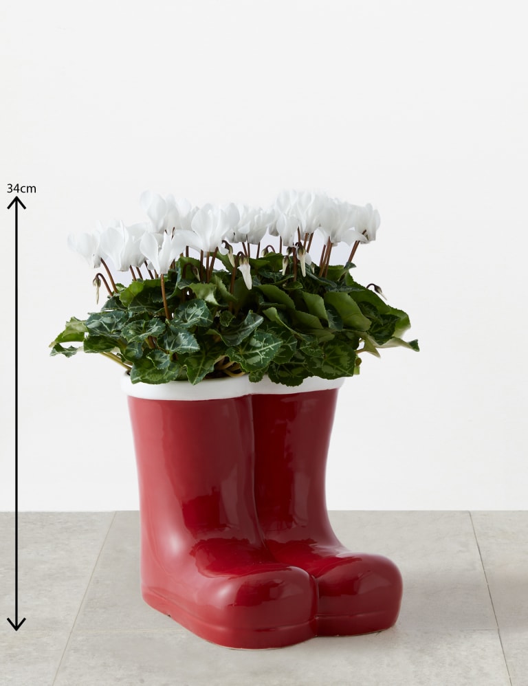 Santa Boots Flowering Cyclamen Planter M S