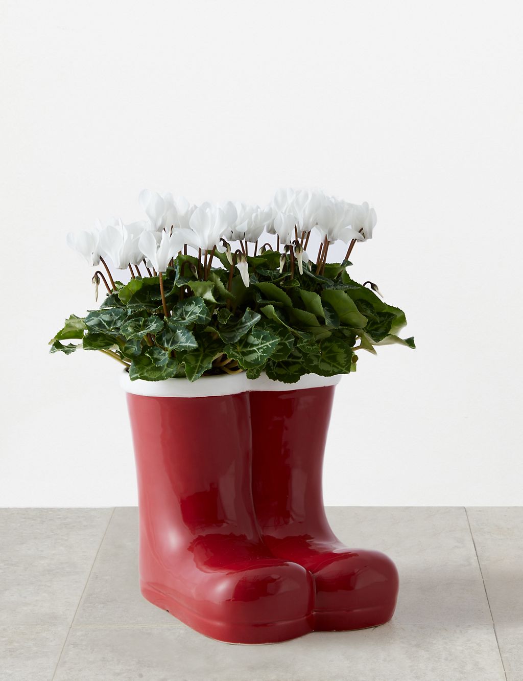 Santa Boots Flowering Cyclamen Planter 1 of 4