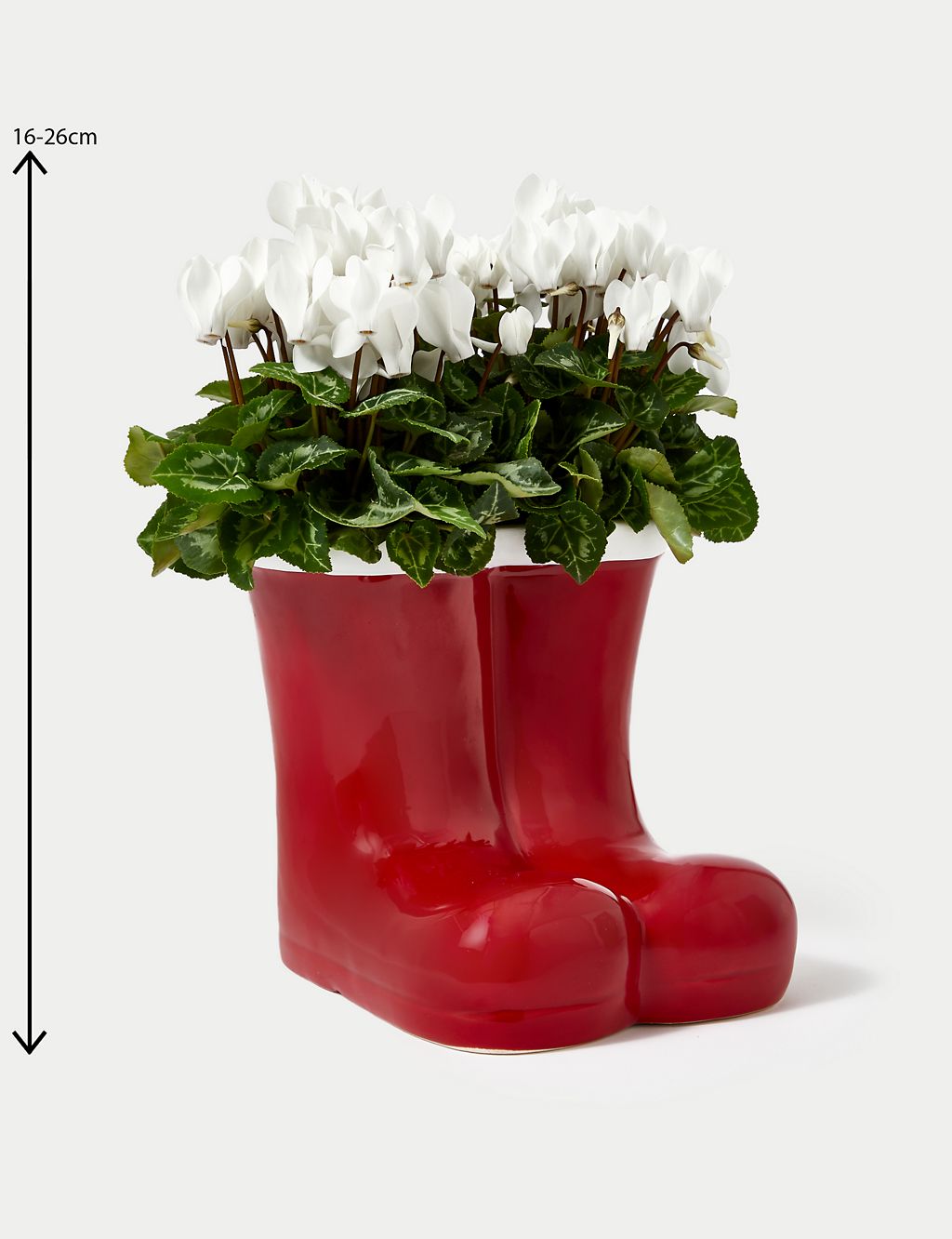 Santa's Flowering Boots Cyclamen Planter 4 of 4