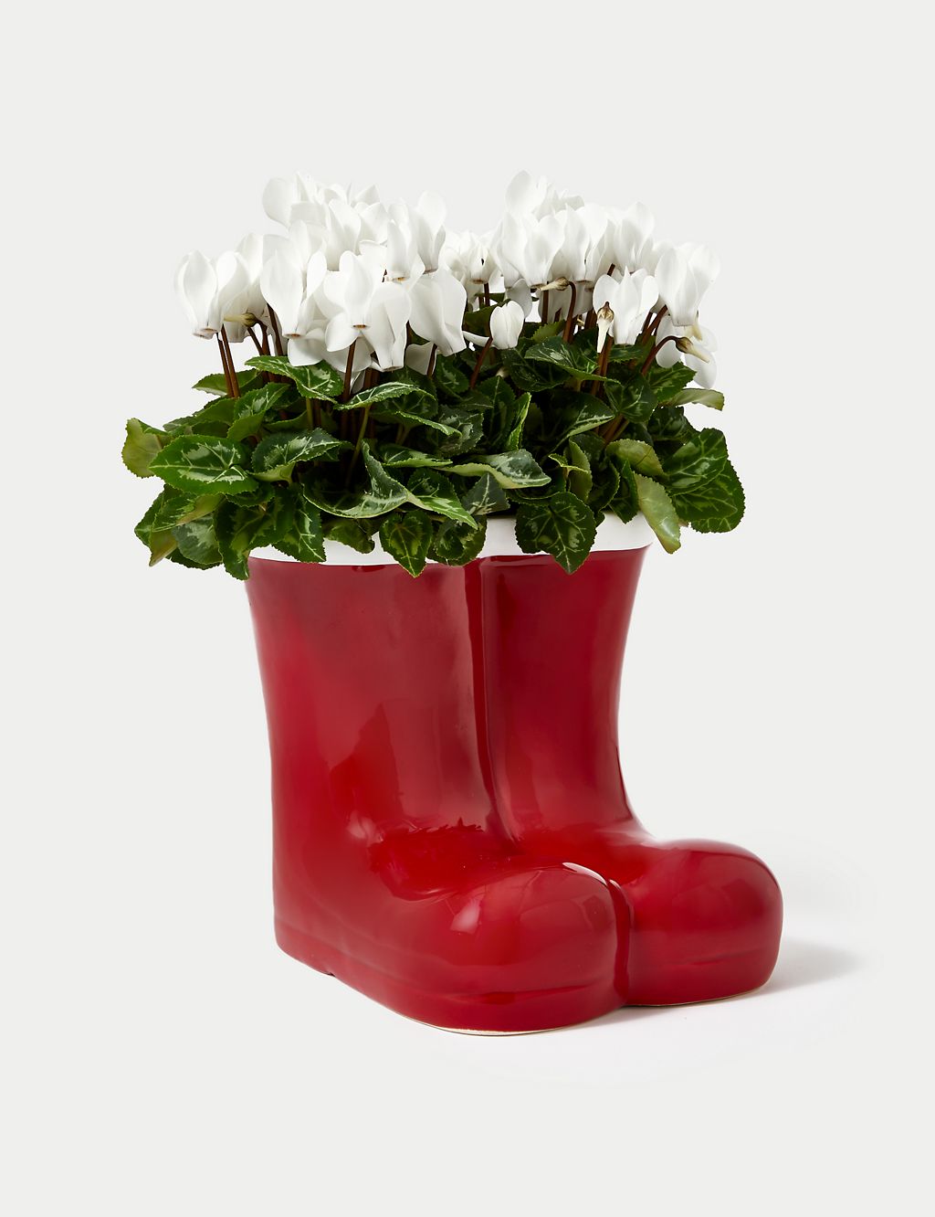 Santa's Flowering Boots Cyclamen Planter 1 of 4