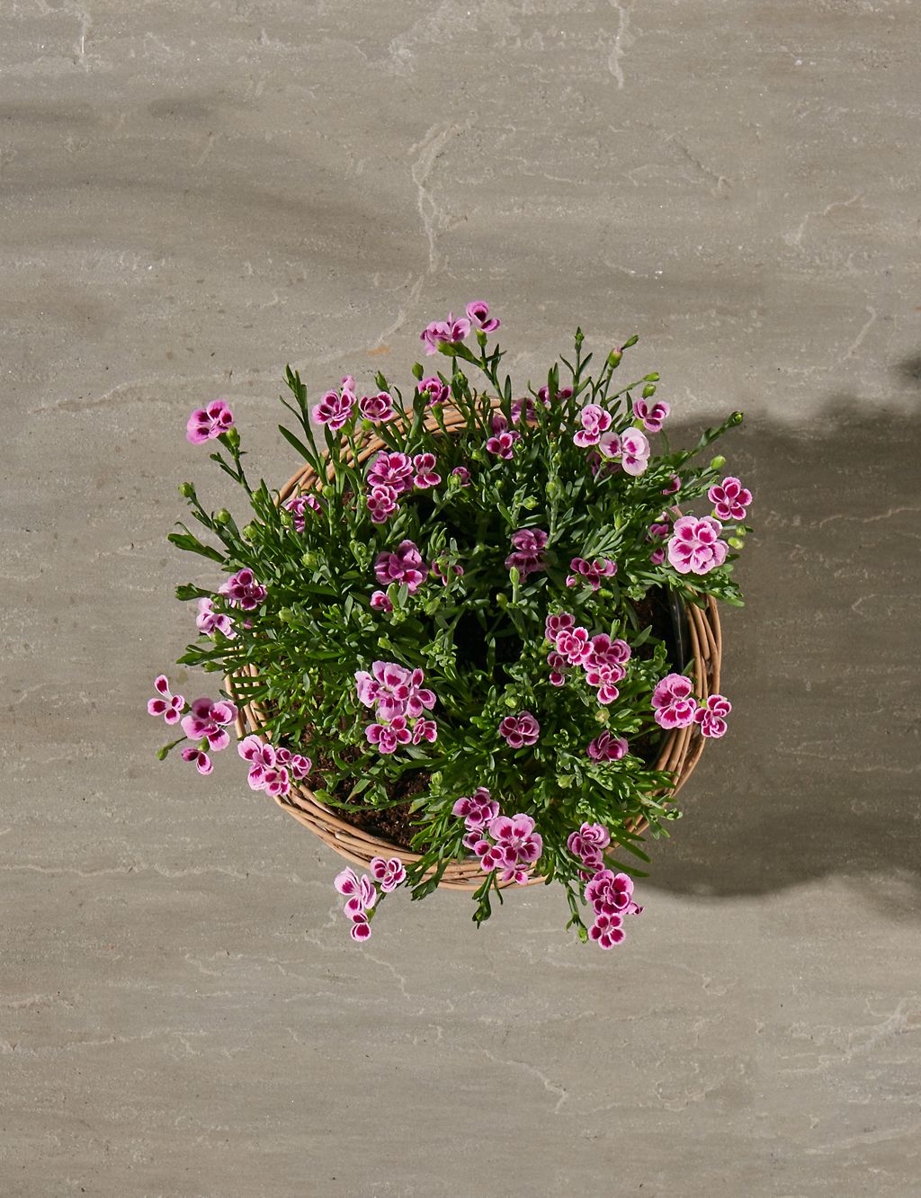Scented Pink Dianthus Basket 4 of 5