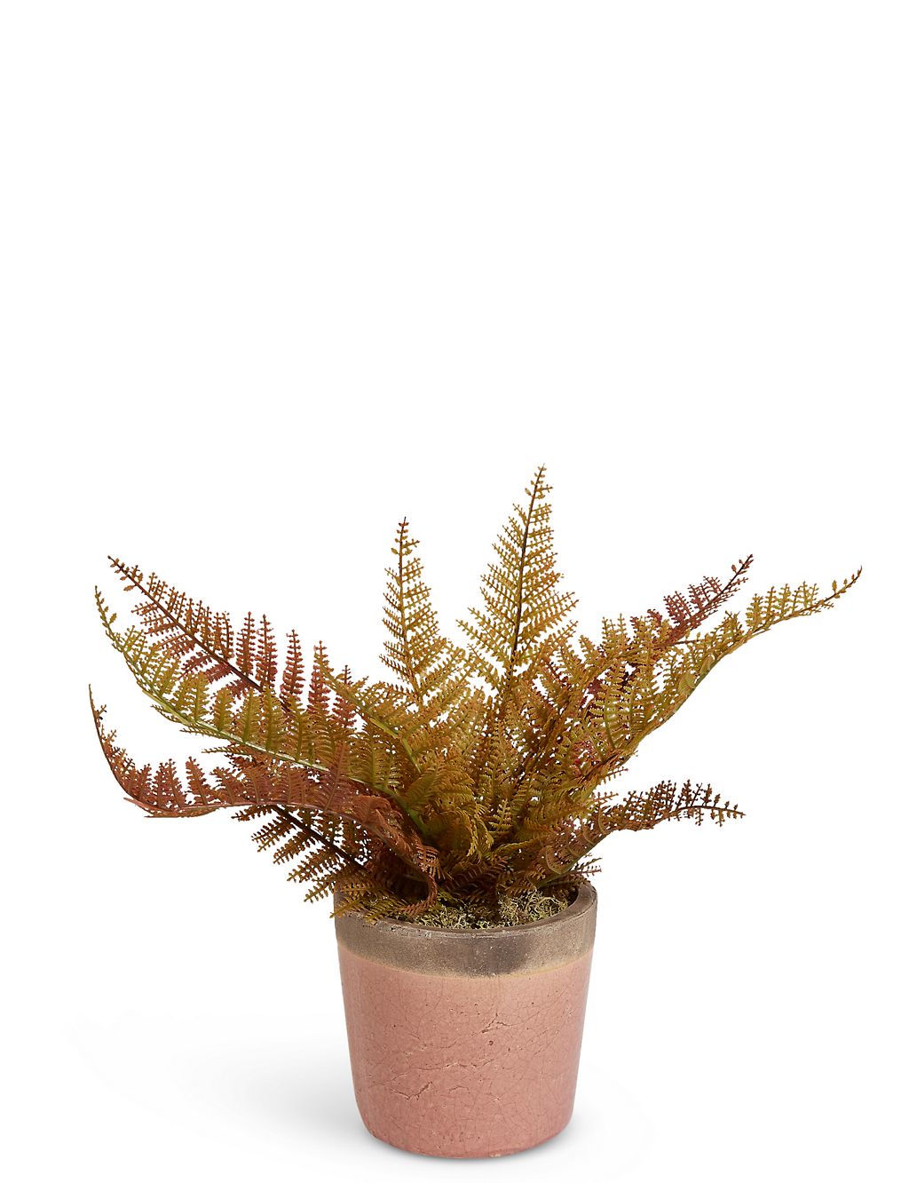 Small Fern in Crackle Pot 3 of 3