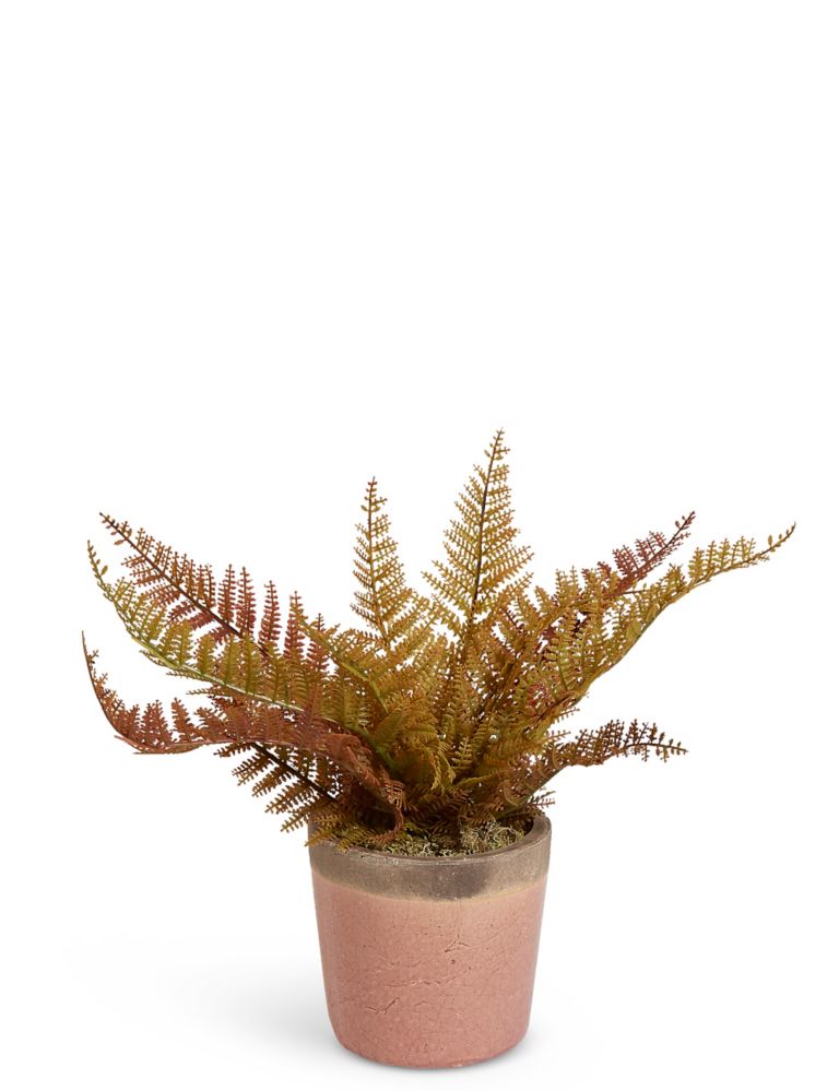 Small Fern in Crackle Pot 1 of 3