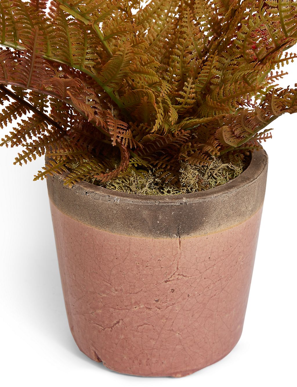 Small Fern in Crackle Pot 2 of 3