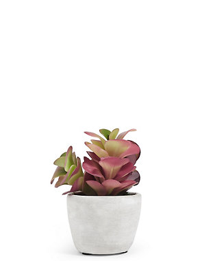 Small Succulent in Concrete Pot Image 2 of 3