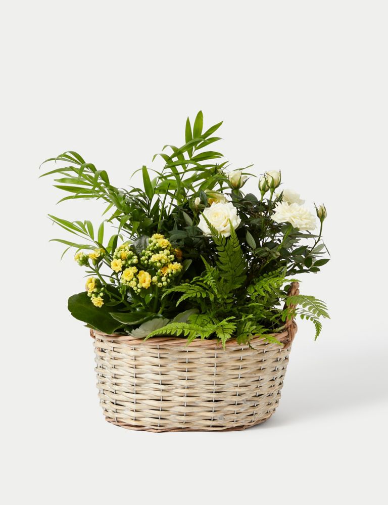 Summer Flowering Basket 5 of 5