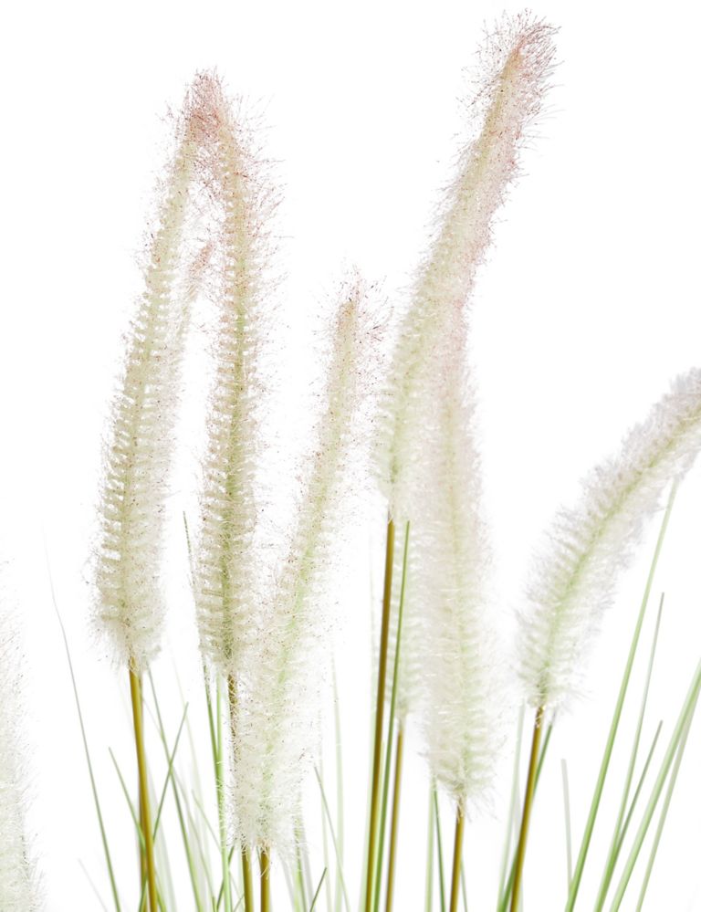 Tall Foxtail 2 of 3