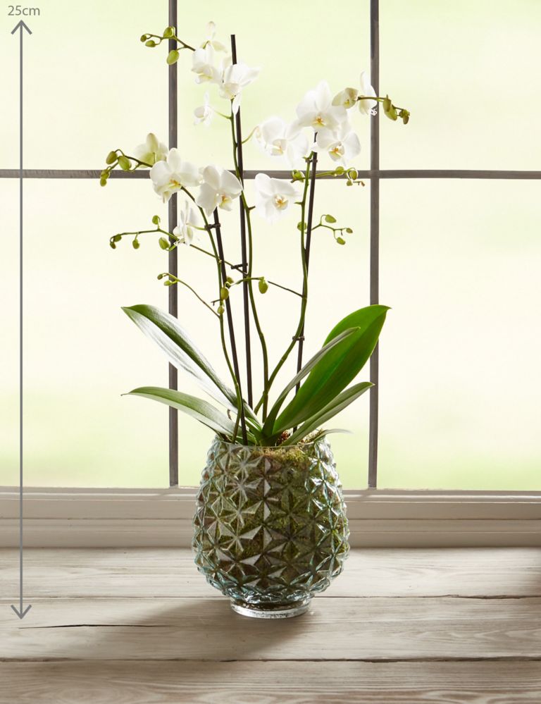 The Collection Multifloral Triple Stem Orchid 3 of 6