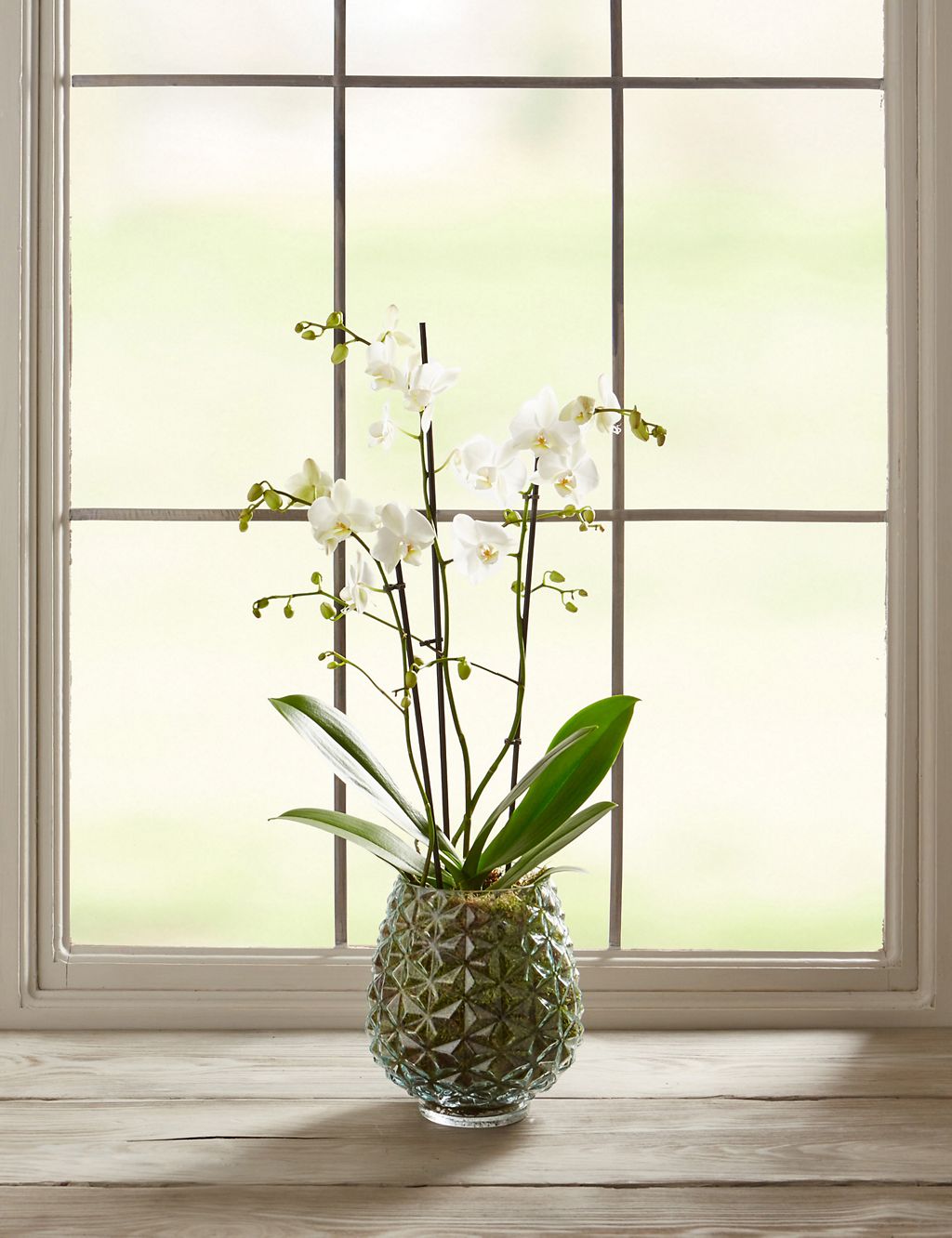 The Collection Multifloral Triple Stem Orchid 4 of 6